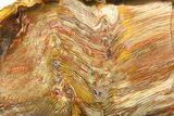 Colorful, Polished Petrified Wood Slab - Cherry Creek, NV #285142-1